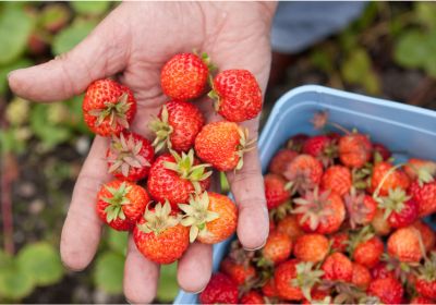Freshly Picked Strawberries in Binbrook