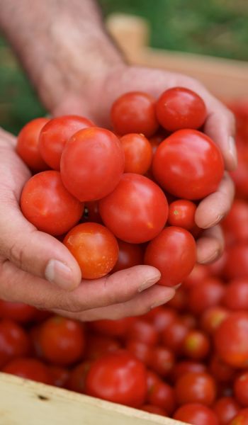 Harvesting Fresh Tomatoes in Hamilton
