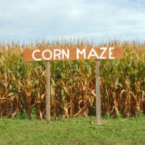 Murphys Corn Maze Hamilton Binbrook Stoney Creek Family Fun