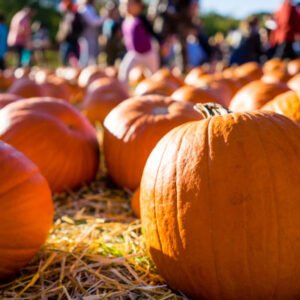 Pumpkin Picking Hamilton Stoney Creek Binbrook Murphys Country Produce